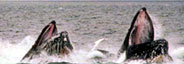 humpbacks bubble net feeding